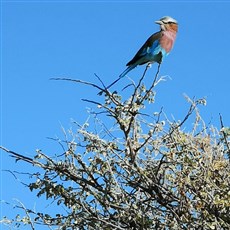 Etosha