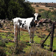 Potfontein to De Aar