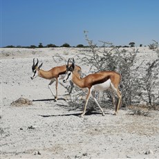 Etosha