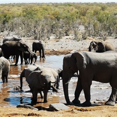 Etosha