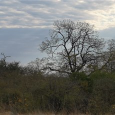 Tsumeb to Sachsenheim Guest Farm