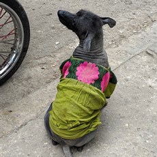 Havana