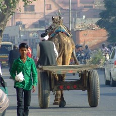 Jaipur