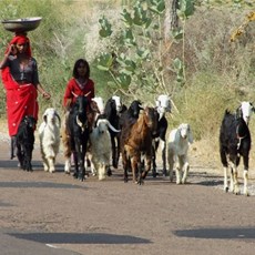 En route Dungargarh