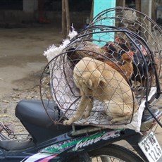 En route Ninh Binh