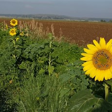 Vredefort to Viljoenskroon