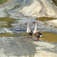 Between Muong Gion and Muong Kim