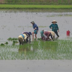 Between Hoi An and Dung Quat