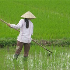 Between Hoi An and Dung Quat