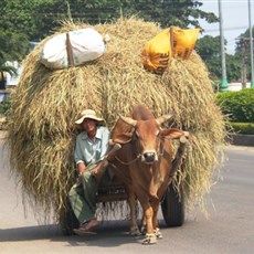 Between Song Cau and Dai Lanh