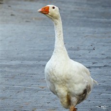 Boğazkale