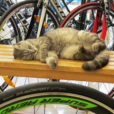Bike shop cat