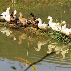 Between Dien Bien Phu and Tuan Giao