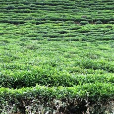 Between Muong Kim and Ban Po