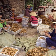 En route Sa Dec Mekong Delta