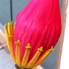 Banana flower