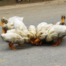 Between Pho Rang and Viet Quang