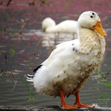 Between Viet Quang and Na Hang