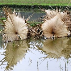 Between Viet Quang and Na Hang