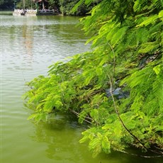 Ngoc Son temple on Hoan Kiem lake