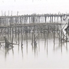 Tuan Chau island oyster farms