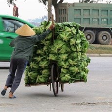 Between Phat Diem and Thanh Hoa