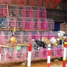 Between Thanh Hoa and Giat