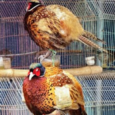 Between Thanh Hoa and Giat