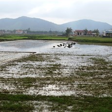 Between Vio and Dong Hoi