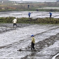Farming between Dong Hoi and Cua Tung