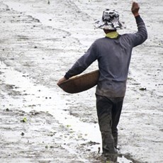 Farming between Dong Hoi and Cua Tung