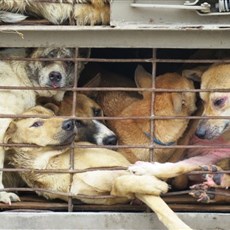 Dogs en route market or slaughterhouse