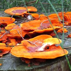 Between Cua Tung and Quang Tri