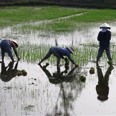 Between Hoi An and Dung Quat