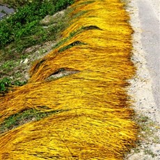 Between Quang Ngai to Hoai Nhon