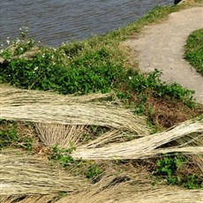 Between Quang Ngai to Hoai Nhon