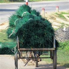 Between Quang Ngai to Hoai Nhon