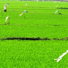 Between Quang Ngai and Hoai Nhon