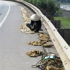 Between Hoai Nhon and Binh Dinh