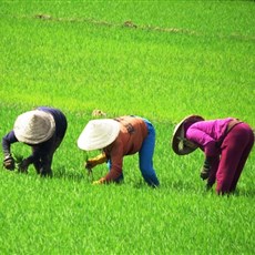 Between Song Cau and Dai Lanh