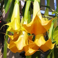 Between Tay Son and Dalat