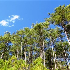 Between Dalat and Di Linh