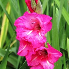 Between Dalat and Di Linh