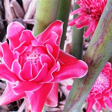 Between Di Linh and Phuong Lam