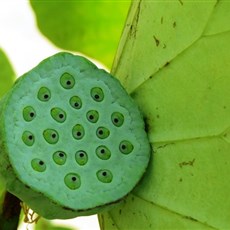Lotus pod