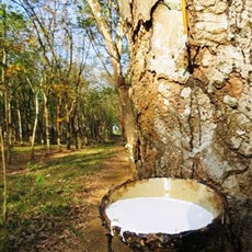 Rubber plantation