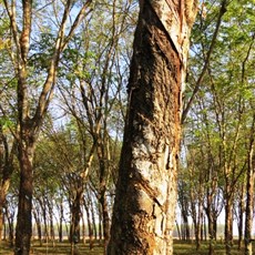 Rubber plantation