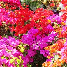 Between Ho Chi Minh City and Go Cong