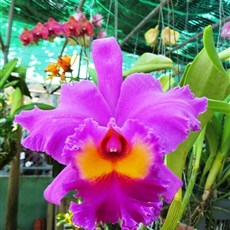 Orchid nursery