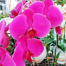 Orchid nursery